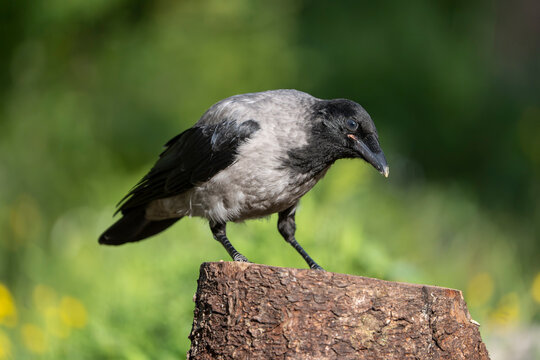 Carrion Crow (corvus corone)