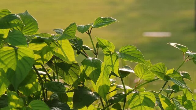 Green lean sunshine light from background