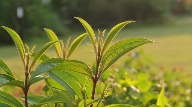 Green lean sunshine light from background