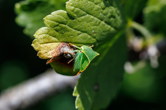 Buffalo treehopper (Stictocephala bisonia) sitting on green plant stem close-up, macro insect photography