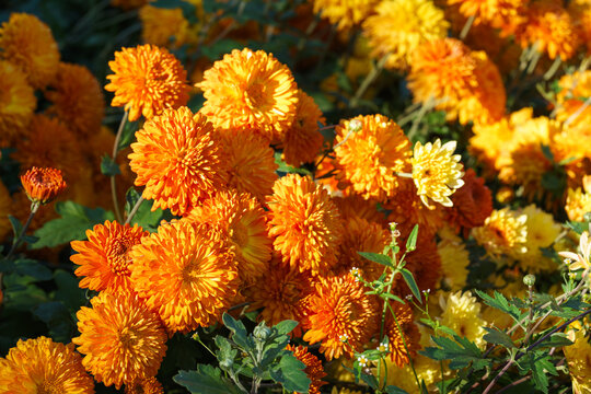 Orange double chrysanthemum, garden mum flowers and unopened buds blooming in a sunny autumn garden. Beautiful seasonal floral landscape in botanical park. Plant breding, gardening, cultivation