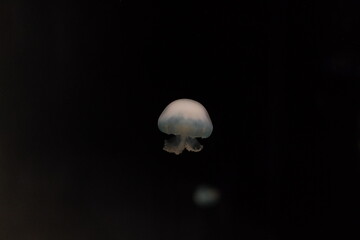 Jellyfish floating in dark water with glowing tentacles © Nattapong.S
