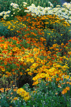Colorful decorative chrysanthemum flowers blooming in autumn garden with path among vibrant flower beds. Red, orange and yellow blossoms create beautiful seasonal floral landscape. Plant breeding