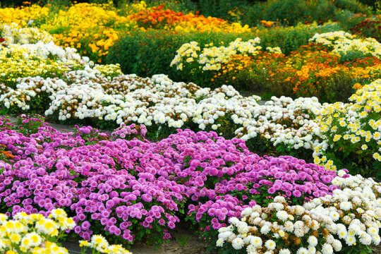 Colorful chrysanthemums blooming in an autumn garden with pink and yellow flowers. Beautiful seasonal floral landscape in botanical park. Plant breding, gardening, cultivation