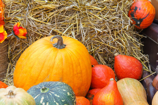 Close up of large orange pumpkin on a straw bale with small decorative pumpkins. Rustic autumn harvest scene with colorful squash and gourds, fall and Thanksgiving themes. Healthy food ingredient