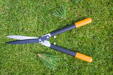 Obraz premium Gardening shears on green grass with pine tree branches.