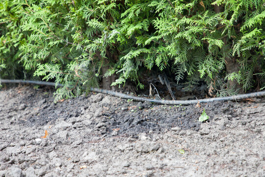 Green arborvitae plant in the garden with drip irrigation system