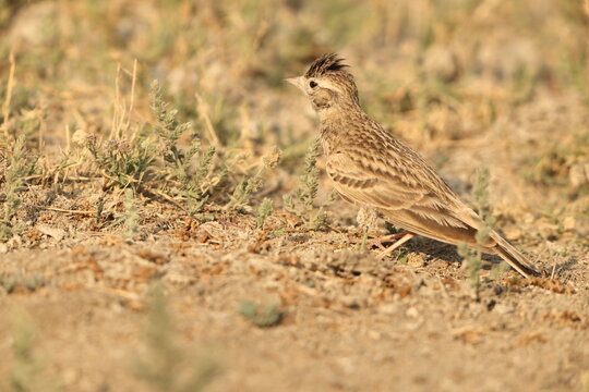 The greater short-toed lark (Calandrella brachydactyla) is a small passerine bird.  This photo was taken in North India.