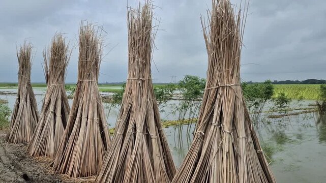 Row Of Dried Jute Sticks Drying In Sun Near River Water Low Angle Wide Shot