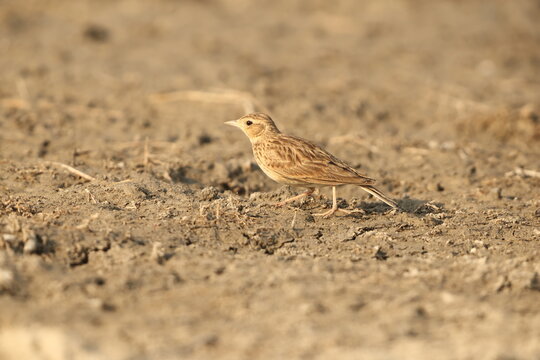 The greater short-toed lark (Calandrella brachydactyla) is a small passerine bird.  This photo was taken in North India.