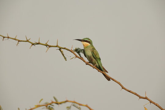 The blue-cheeked bee-eater (Merops persicus persicus) is a species of bee-eater that breeds in Northern Africa and the Middle East from eastern Turkey to Kazakhstan and India.
