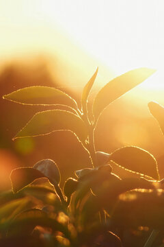 Vertical Green tea tree field Garden water hose landscape. Organic farm tender bud herbal Green tea tree camellia sinensis water. Vertical Close up Fresh Tree tea mountain green nature herbal farm