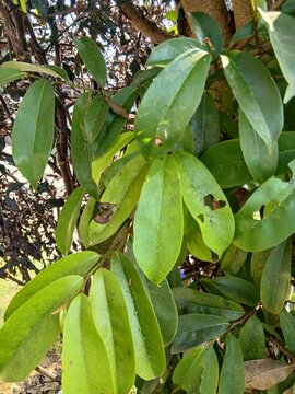 Close-up shot of green soursop (Annona muricata) leaves on a tree branch, showing signs of plant disease with brown spots, holes, and insect damage under natural sunlight.