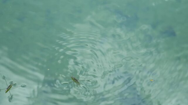 Small water bug skimming across a lake reflecting green trees in summer