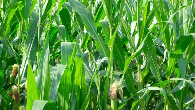 Close-up of green corn field with young corn cobs and silk growing in summer