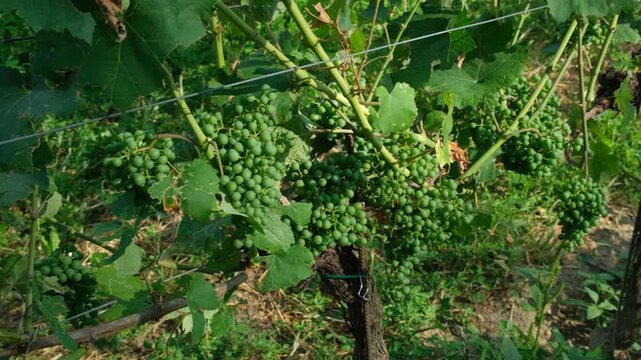 Unripe green wine grapes cluster on the vine during the growing season.