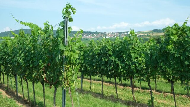 Organic grape vines growing in neat rows on a sunny winery farm