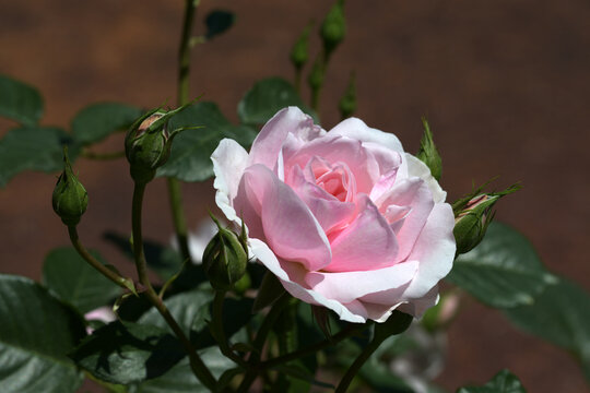 ナターシャ・リチャードソン　バラの花