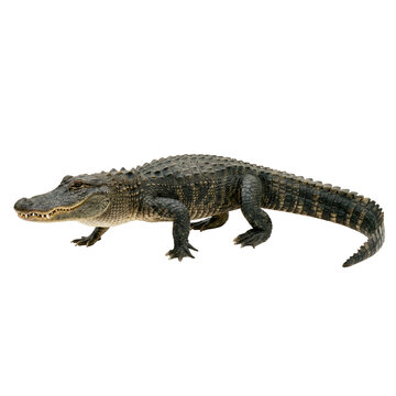 Full length side view of an american alligator figurine
