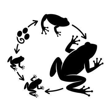 frog on a white