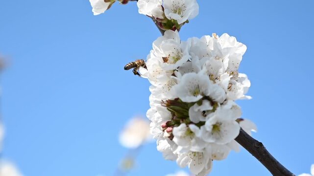 Honey bee flying near cherry blossom flowers against clear blue sky in spring time.