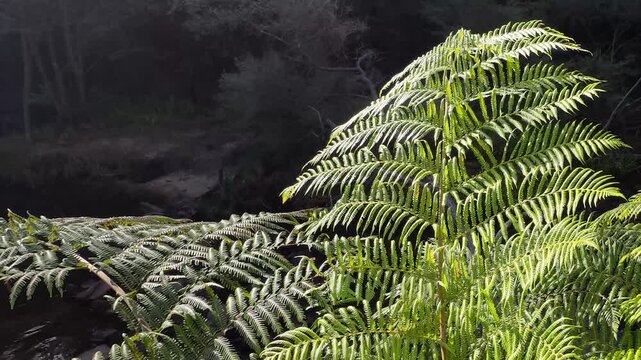 Sunlit Green Fern Fronds in Australian Temperate Rainforest