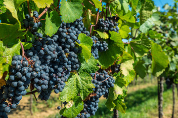 Naklejka premium Close up of ripe black grapes growing in clusters on green vine in sunny vineyard.