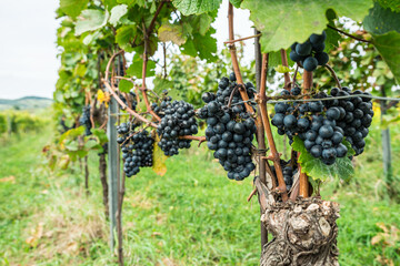 Naklejka premium Close up of ripe black grapes growing in clusters on green vine in sunny vineyard.