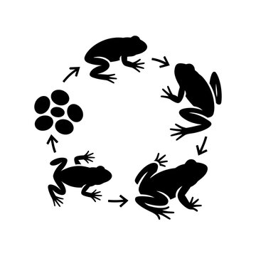 vector illustration of a frog