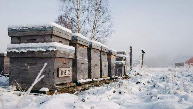 Wooden beehives labeled hive 03 covered in snow in a frozen field with a crow on a fence post and a red barn in the misty winter background