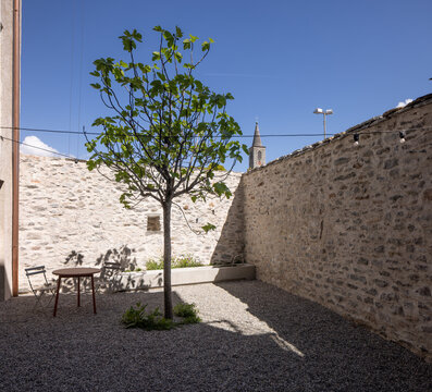 A beautiful young green tree in the middle of a very small private courtyard with gravel on the ground
