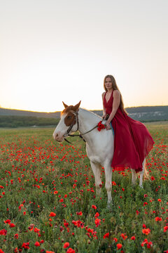 Young woman sitting on white horse in blooming poppy field at sunset during warm summer evening