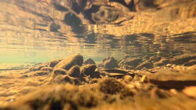 Underwater View of a Shallow Freshwater Creek in Wentworth Falls
