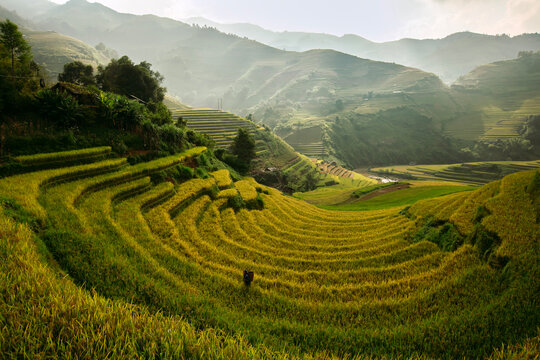 Golden ripe rice terraces in Mu Cang Chai, Vietnam. Iconic autumn landscape and famous travel destination.