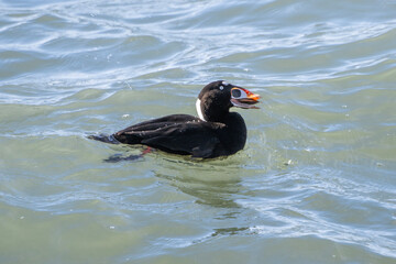 Fototapeta premium Male surf scoter duck swimming in ocean waters, eating a clam