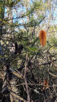Orange Banksia Ericifolia Flower in Australian Bushland