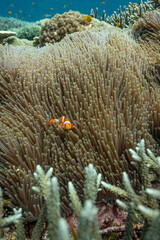 Nemo and coral reef © Bayu