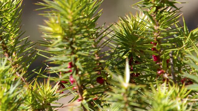 Close Up of Native Australian Green Shrub with Spiky Leaves