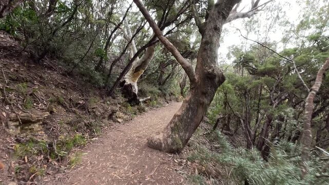 Walking Along a Winding Dirt Hiking Trail Through Eucalyptus Forest