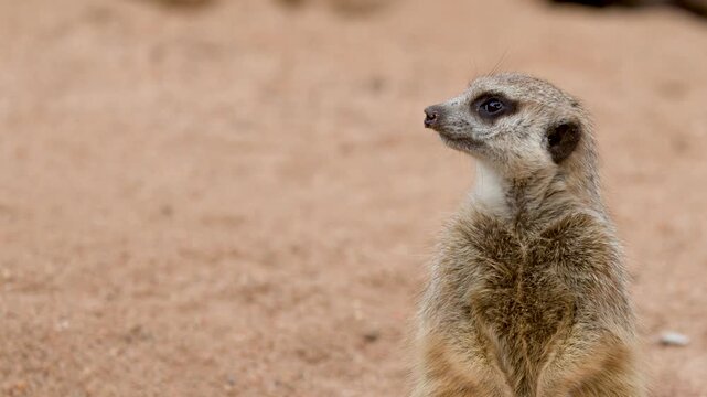 Alert Meerkat Standing Sentinel and Looking Around in Sandy Environment