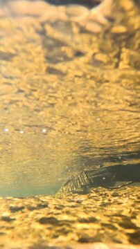 Underwater View of Golden Sunlight Filtering Through Freshwater Stream
