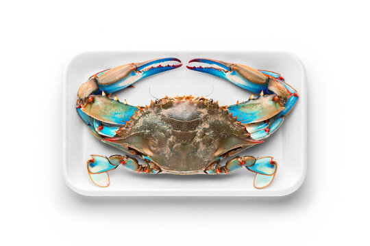 Fresh blue crab in white foam tray package isolated on white background, top view