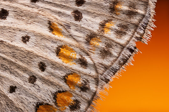 Extreme macro shot of butterfly wing scales with orange and black pattern