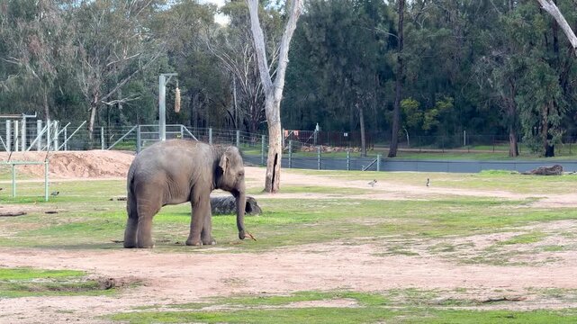 Asian Elephant Standing in Grassy Enclosure at Dubbo Zoo