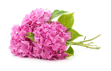 Fototapeta premium Bouquet of pink hydrangea flowers.