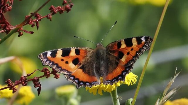 Small tortoiseshell butterfly (Aglais urticae) feeding on flowers for a nature and wildlife  documentary, butterflies stock video footage clip