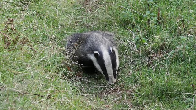 Close-up 4K footage of a wild European badger (Meles meles) foraging and feeding in its natural nocturnal forest habitat, perfect for an animal nature documentary, wildlife stock video footage clip