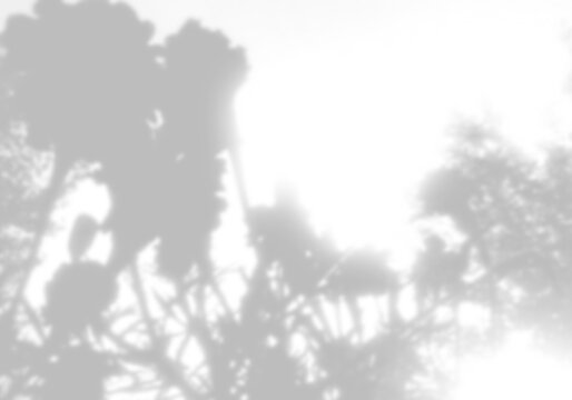 Shadows from tree branches are cast on a white background. Sunlight is visible through gaps in the foliage. Mockup