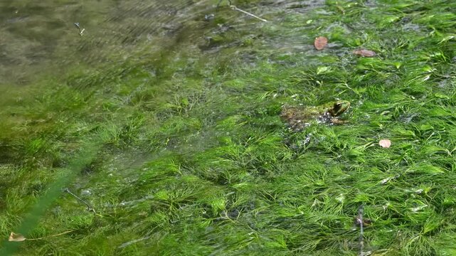 Water frog splashing into green water weed and settling in a sunny pond