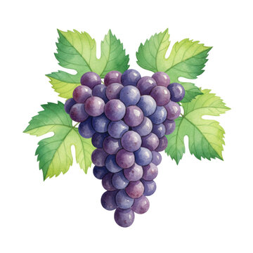 Watercolor illustration of ripe purple grapes and green leaves with visible pigment granulation and bleeding edges against a stark white background freshness concept